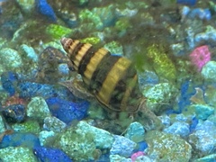 Anentome helena