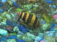 Anentome helena