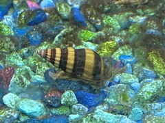 Anentome helena