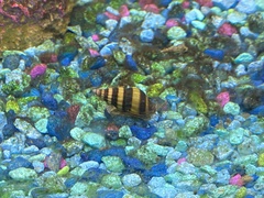 Anentome helena