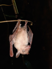 Macroglossus minimus