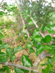 Magnoliopsida