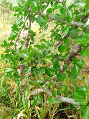 Magnoliopsida