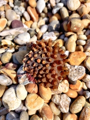 Saccorhiza polyschides