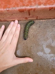 Gonimbrasia belina