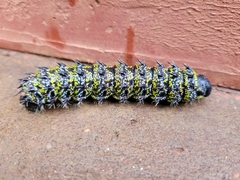 Gonimbrasia belina