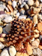 Saccorhiza polyschides