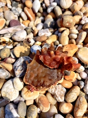 Saccorhiza polyschides