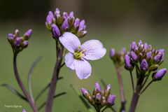 Cardamine pratensis