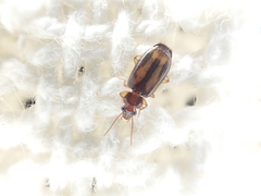 Amblytelus