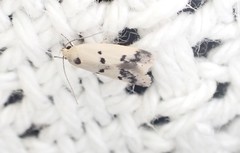 Compsotropha charidotis