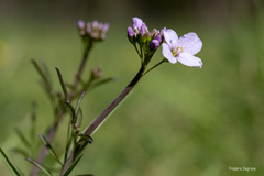 Cardamine pratensis