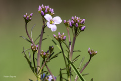 Cardamine pratensis