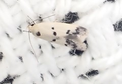 Compsotropha charidotis