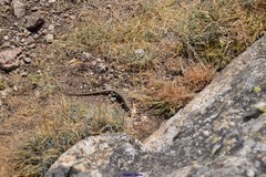 Podarcis guadarramae