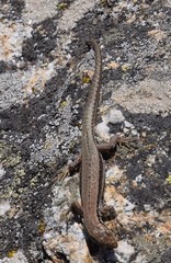 Podarcis guadarramae