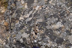 Podarcis guadarramae