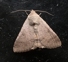 Pandesma quenavadi