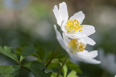Anemonoides nemorosa
