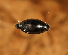 Gyrinus substriatus