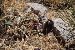 Linaria elegans