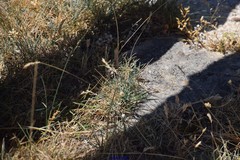 Festuca indigesta
