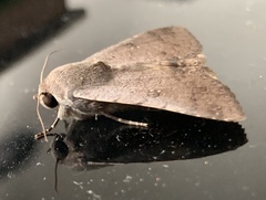 Pandesma quenavadi