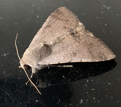 Pandesma quenavadi