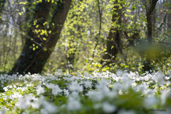 Anemonoides nemorosa