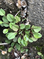 Trigonotis peduncularis