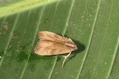 Galgula hippotamada