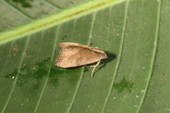 Galgula hippotamada