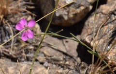 Dianthus legionensis