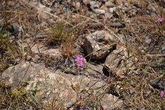 Dianthus legionensis