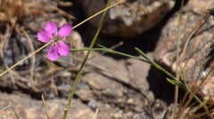 Dianthus legionensis