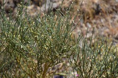 Cytisus oromediterraneus