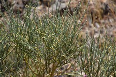 Cytisus oromediterraneus