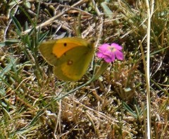 Dianthus legionensis