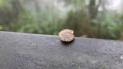 Plectotropis gerlachi