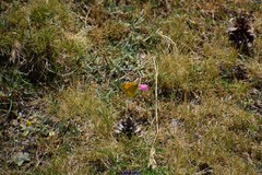 Dianthus legionensis