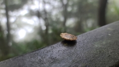 Plectotropis gerlachi