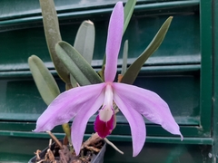 Cattleya purpurata