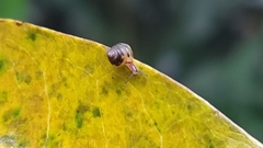Kaliella