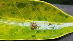 Kaliella