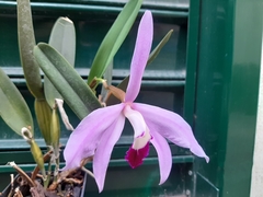 Cattleya purpurata