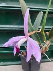 Cattleya purpurata