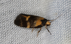 Cosmaresta archedora