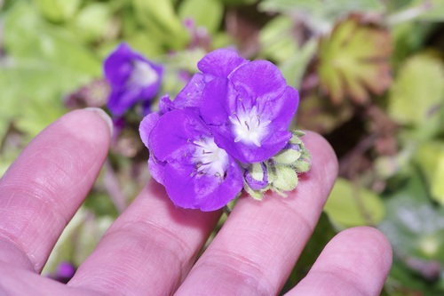 Image of Phacelia patuliflora by (c) Michelle W. （鍾偉瑋）, some rights reserved (CC BY)