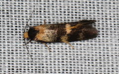 Cosmaresta archedora