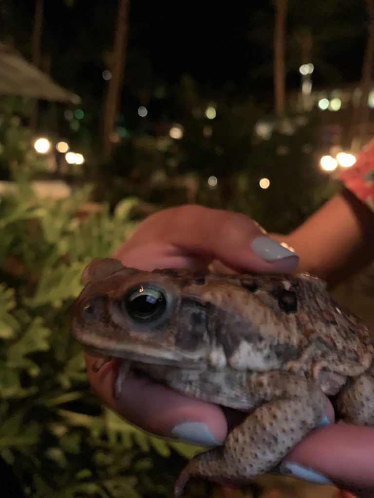 from Lanaʻi, Lanai City, HI, US on 2022년 03월 25일 (금) at 10:11 오후 by nlimon · iNaturalist 사탕수수두꺼비 (Rhinella marina)